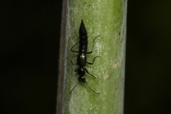 Paederus ornaticornis
