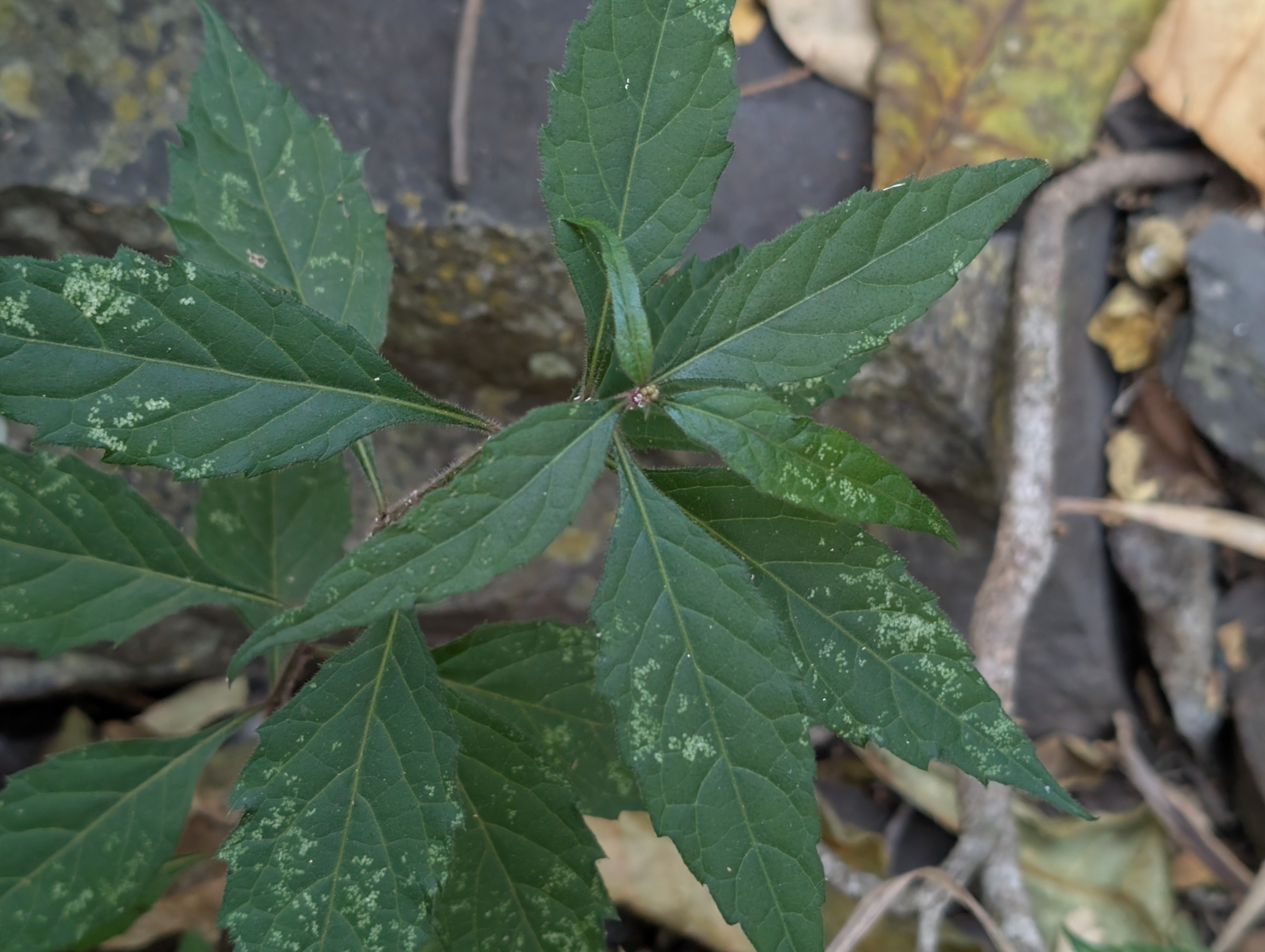 Forest Bittertea (Cyanthillium wollastonii)