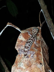 Cyrtodactylus ingeri