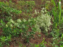 Eupatorium cordigerum
