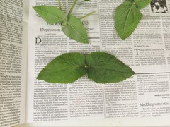 Eupatorium cordigerum
