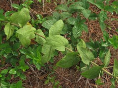 Eupatorium cordigerum