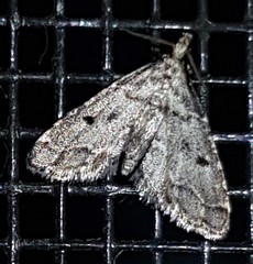 Sufetula hemiophthalma
