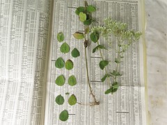 Eupatorium rotundifolium