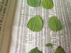 Eupatorium rotundifolium