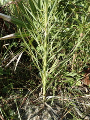Liatris spicata var. savannensis image