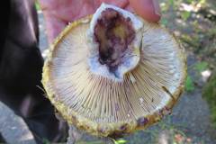 Lactarius repraesentaneus