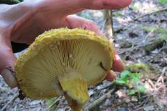 Lactarius repraesentaneus