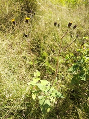 Simsia lagasceiformis