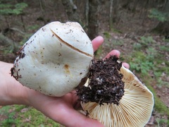 Russula adusta
