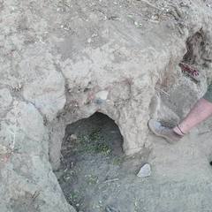 Hystrix africaeaustralis