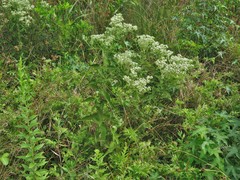Eupatorium × truncatum
