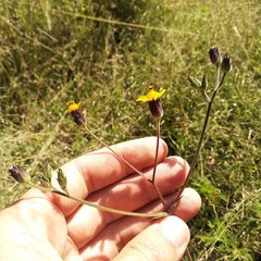 Simsia lagasceiformis