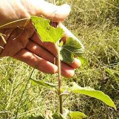 Simsia lagasceiformis
