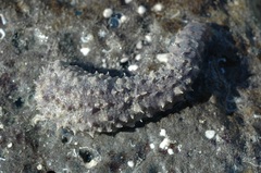 Holothuria impatiens