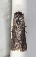 Sciota melanostyla