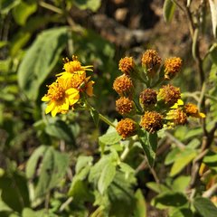 Hymenostephium cordatum