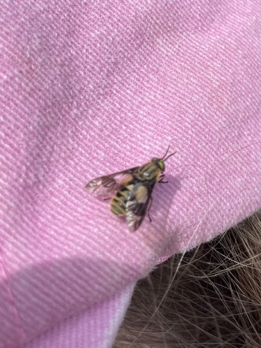 Twin-lobed Deer Fly, Venneperhout, Nieuw-Vennep, Noord-Holland, NL, photo 10 of 10