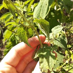 Hymenostephium cordatum