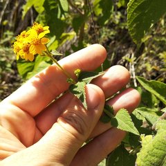 Hymenostephium cordatum