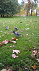 Columba livia domestica