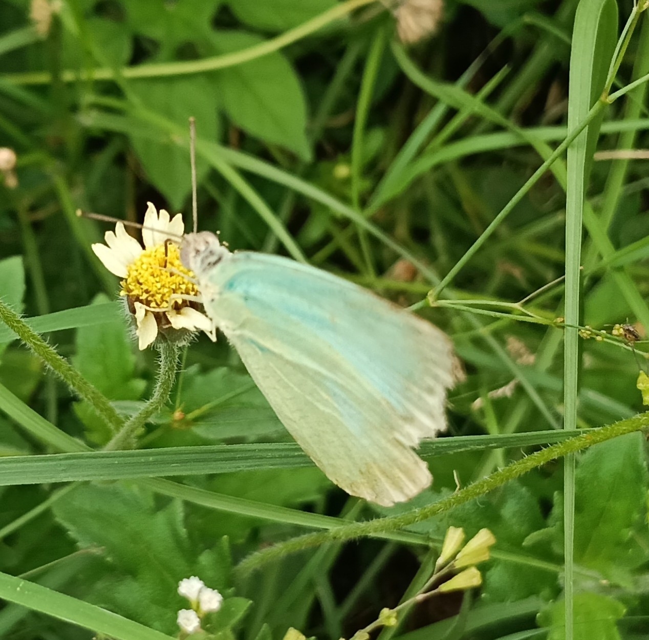 Mottled Emigrant