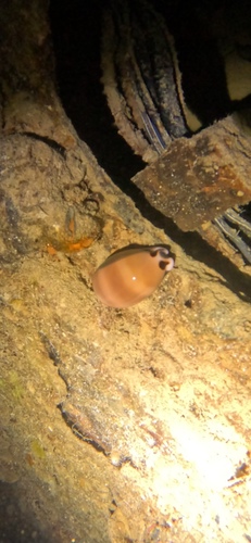 Cypraea pulchra observed 2025-07-29