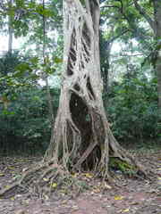 Ficus