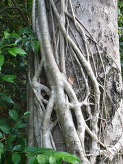 Ficus dendrocida