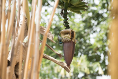 Cyanomitra verticalis