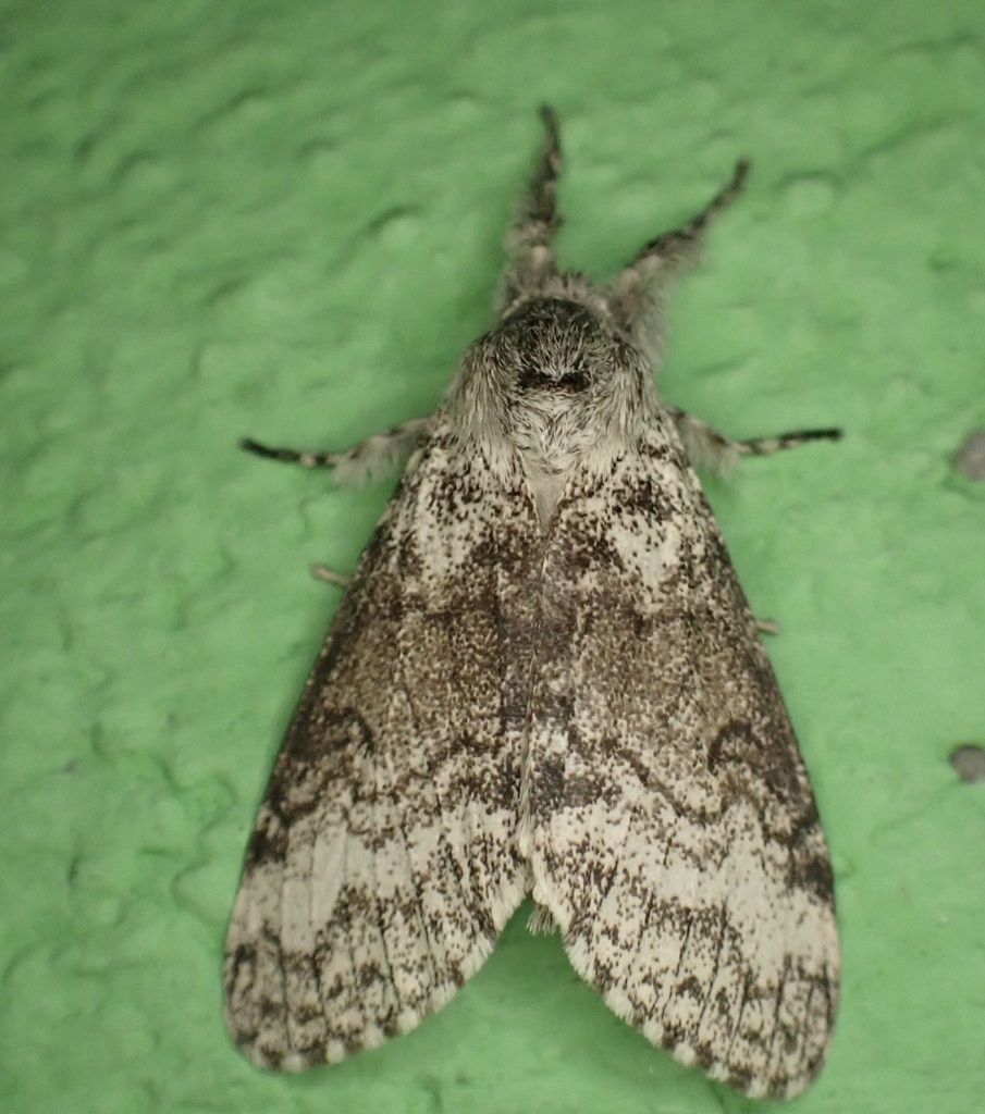 Calliteara minor (Calliteara minor)