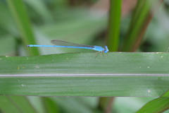 Ceriagrion azureum