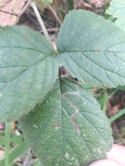Stigmella splendidissimella