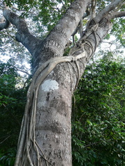 Ficus dendrocida