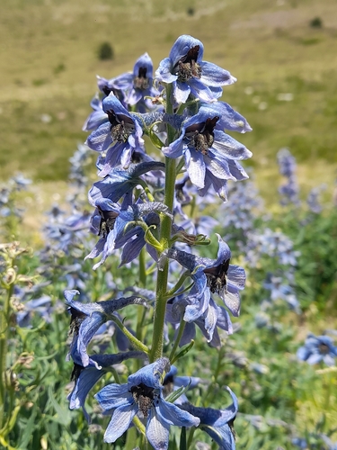 Pyrenean larkspur (Delphinium montanum)