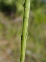 Liatris quadriflora