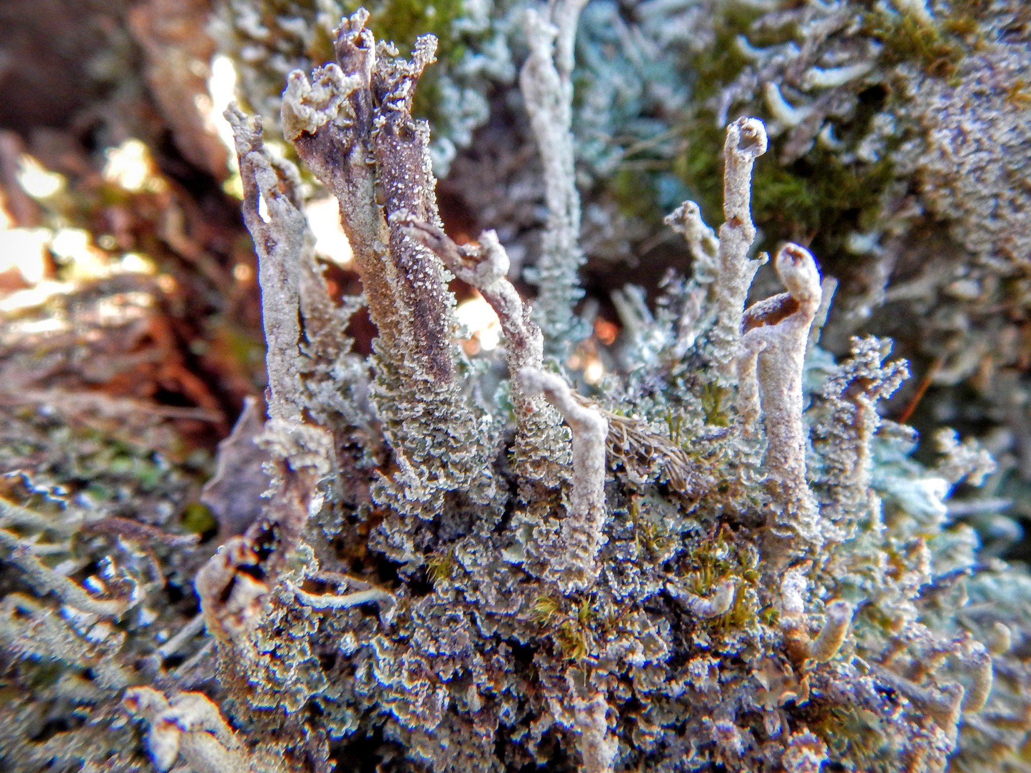 Cladonia cenotea image