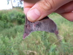 Crocidura suaveolens