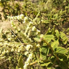 Asterohyptis stellulata