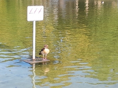 Alopochen aegyptiaca