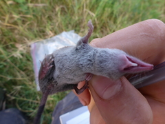 Crocidura suaveolens