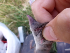 Crocidura suaveolens