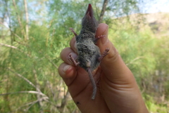 Crocidura suaveolens