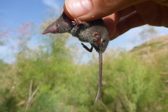 Crocidura suaveolens
