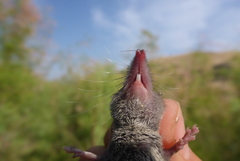 Crocidura suaveolens
