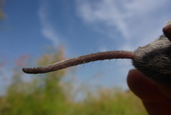 Crocidura suaveolens