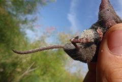 Crocidura suaveolens