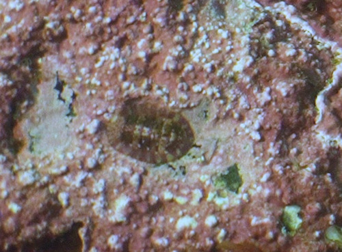 tonicela mramorovaná (Tonicella marmorea)