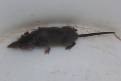 Crocidura suaveolens