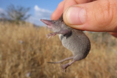 Crocidura suaveolens